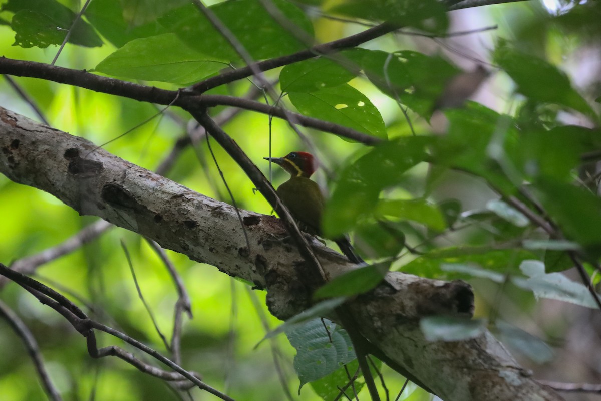 Golden-green Woodpecker (Bar-throated) - ML254805631