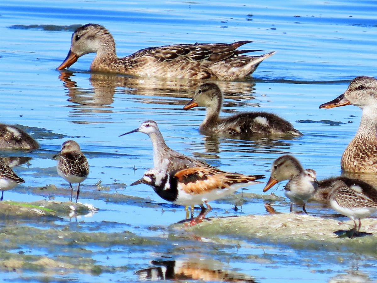 Ruddy Turnstone - Janet Gill