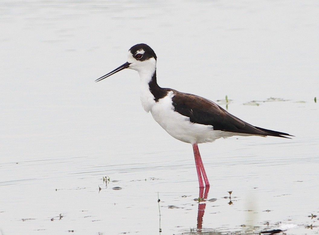 Black-necked Stilt - ML254809221