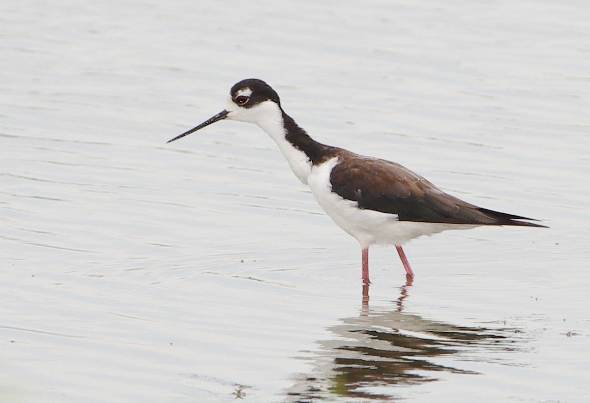 Cigüeñuela Cuellinegra - ML254809281