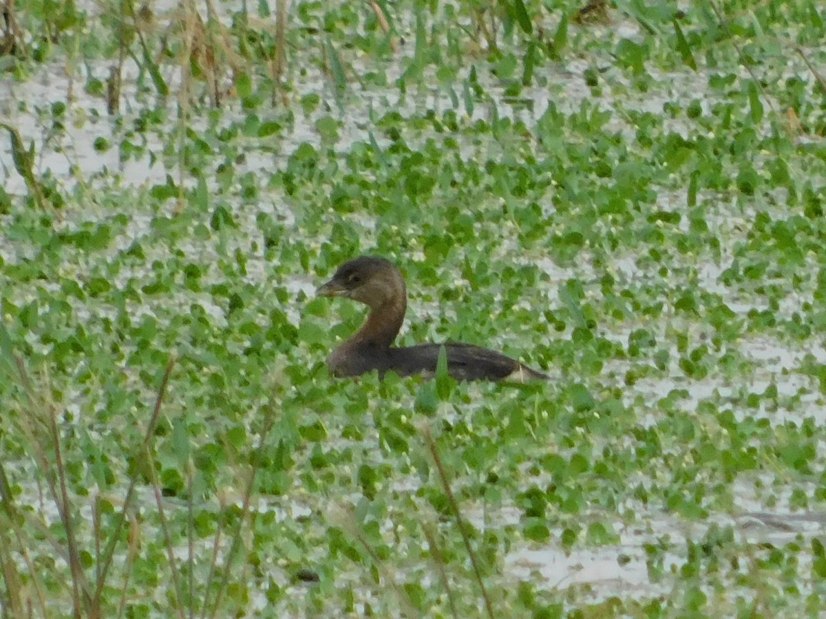 Pied-billed Grebe - ML254811571