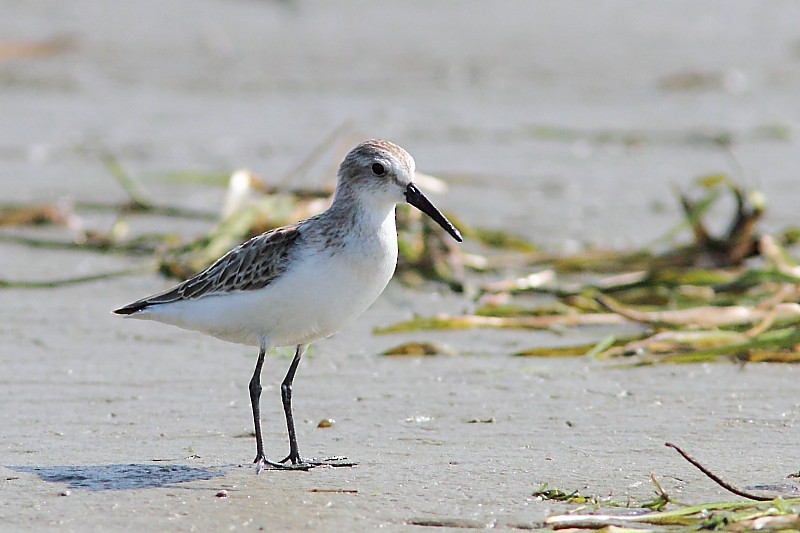 Western Sandpiper - Alain Deschamps