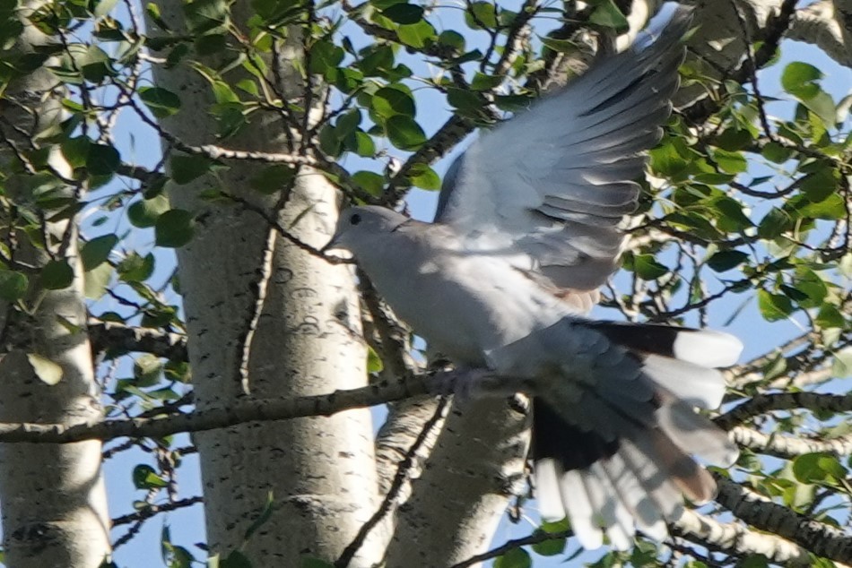 Eurasian Collared-Dove - ML254813281