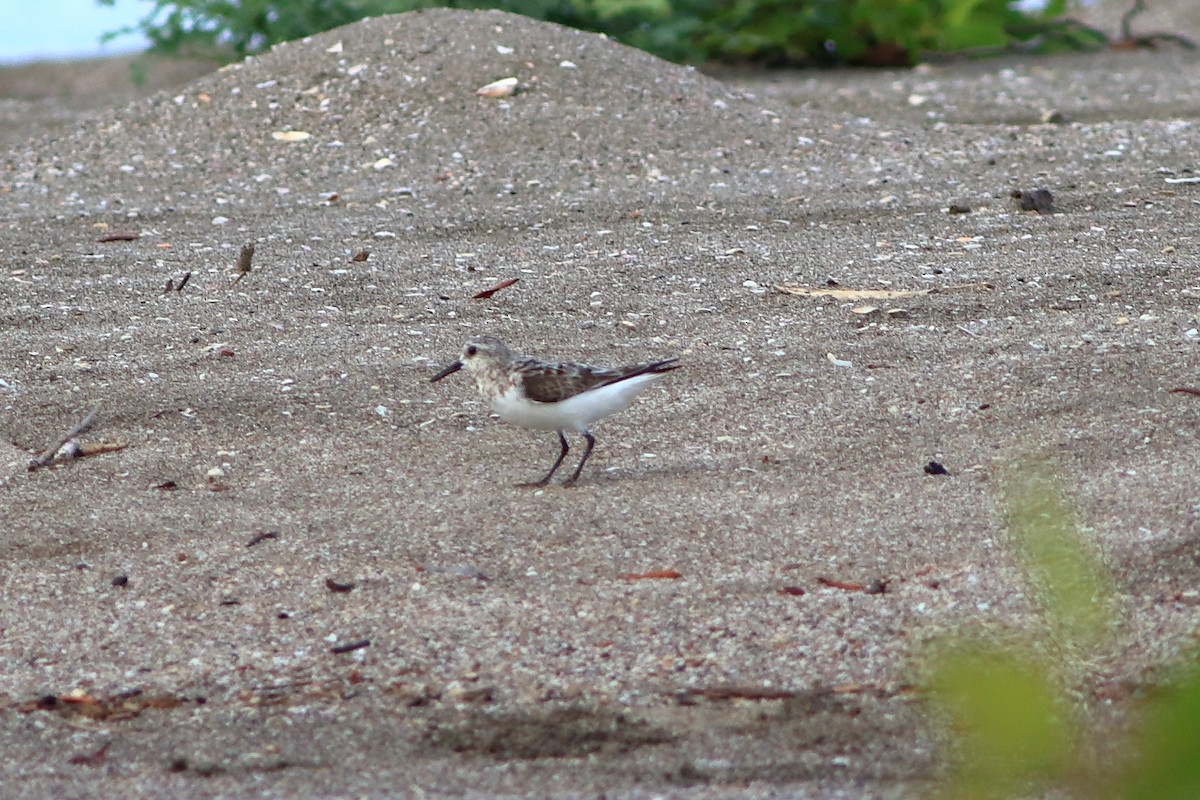 Bécasseau sanderling - ML254813301