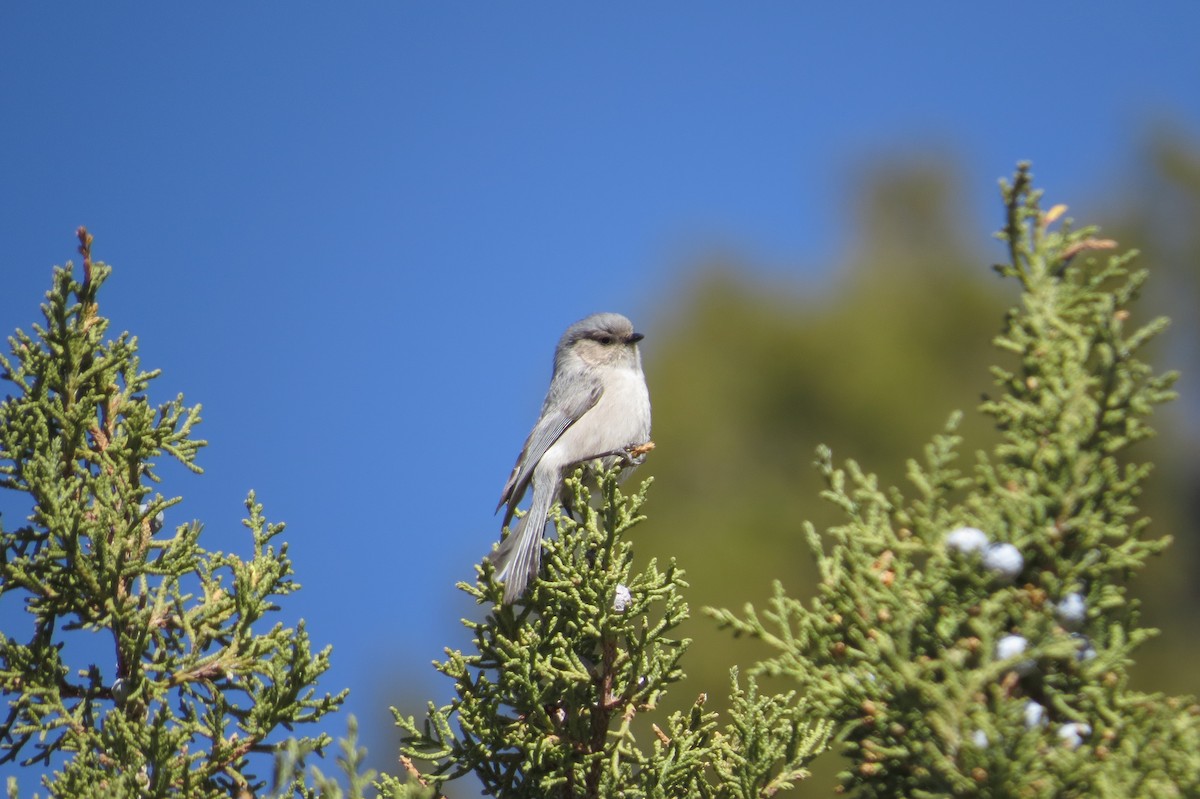 Bushtit (Interior) - Bryant Olsen