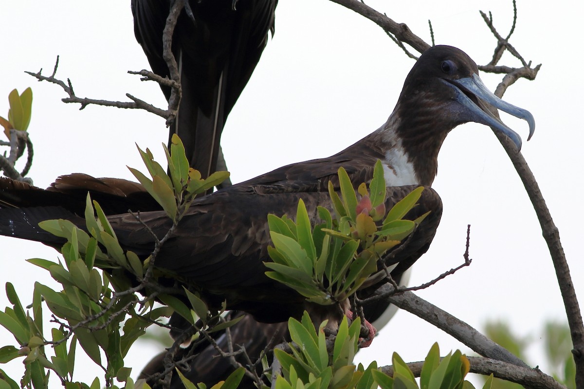 Magnificent Frigatebird - ML254815751