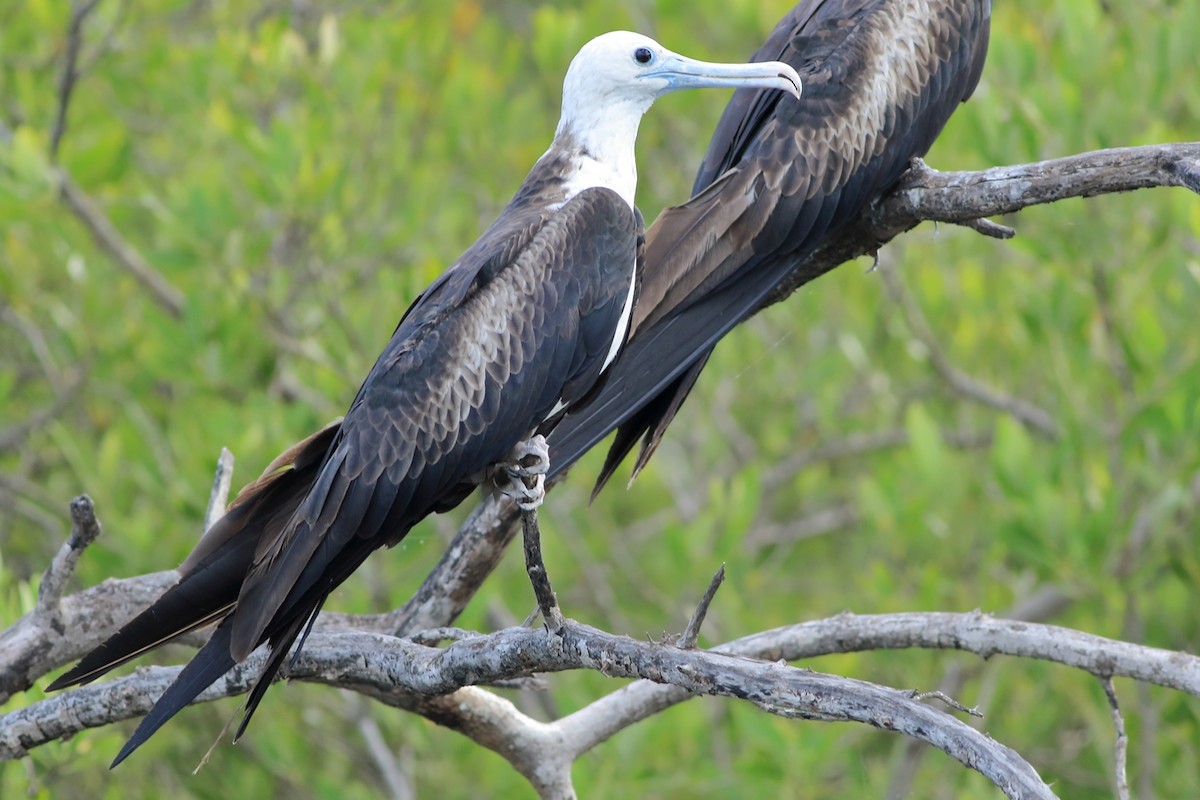 Magnificent Frigatebird - ML254815781