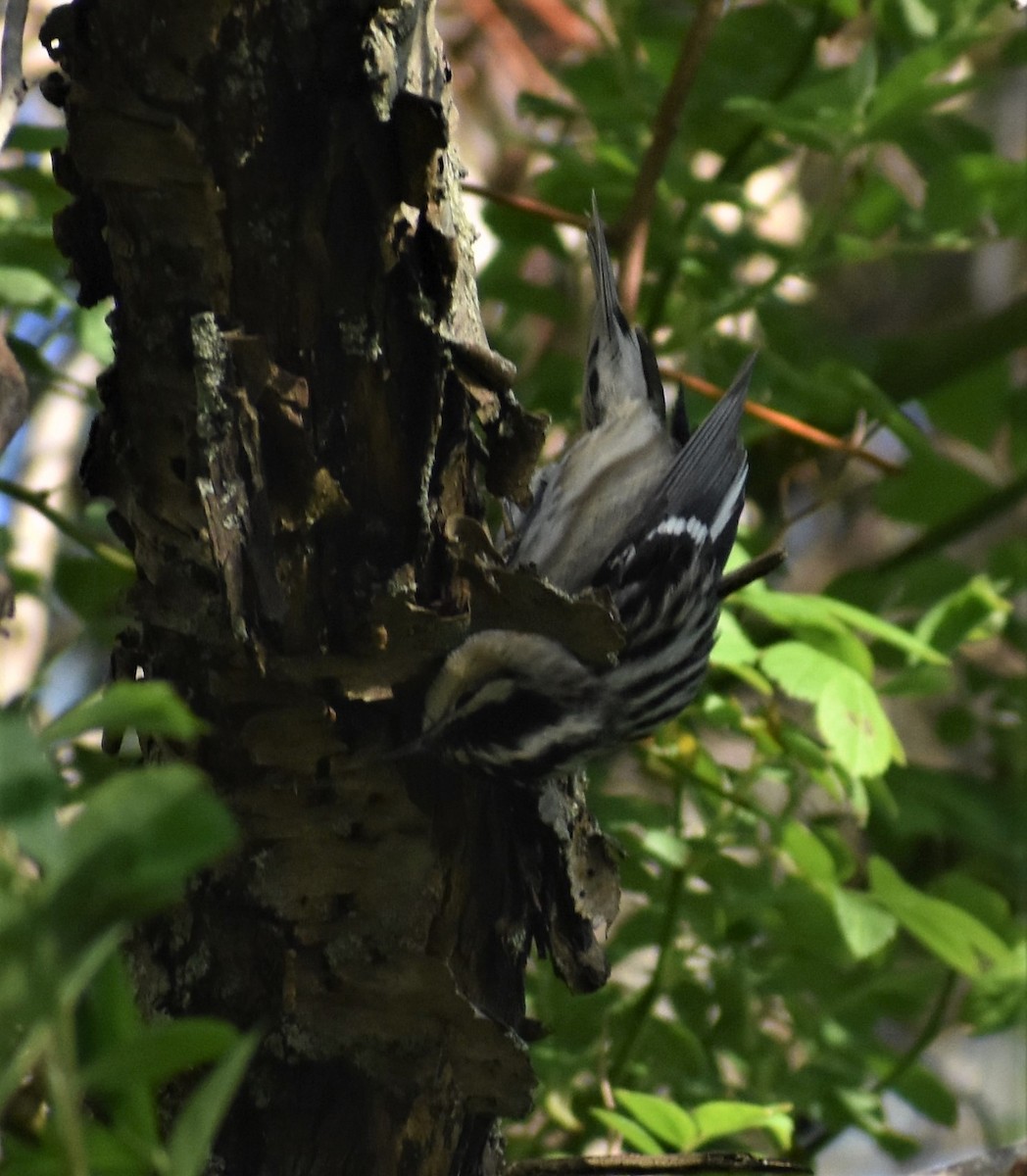 Black-and-white Warbler - Emily Ross