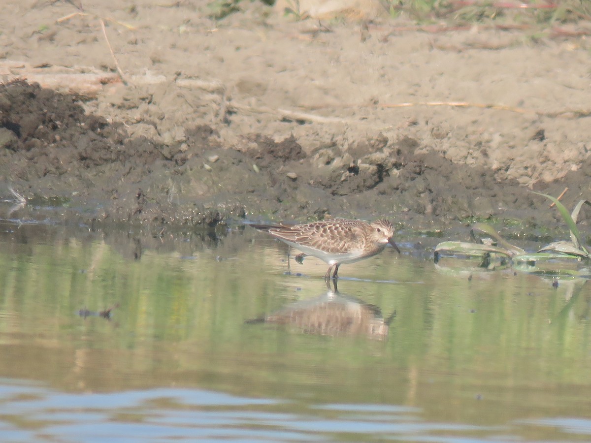 Bairdstrandläufer - ML254817531