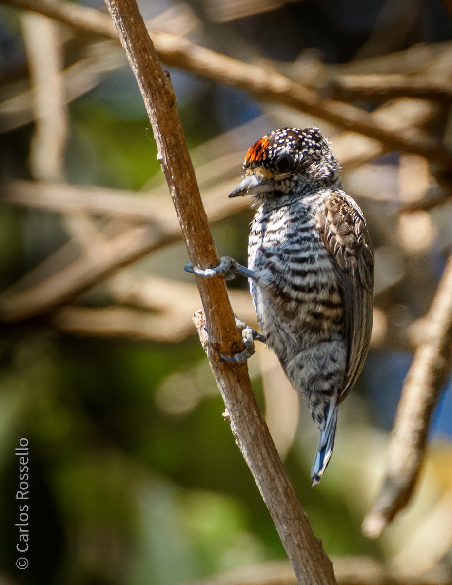 White-barred Piculet - Carlos Rossello