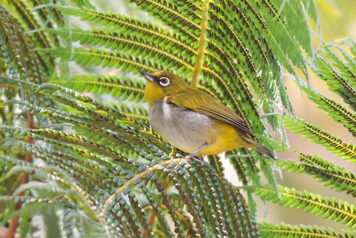 Hume's White-eye - ML254819711