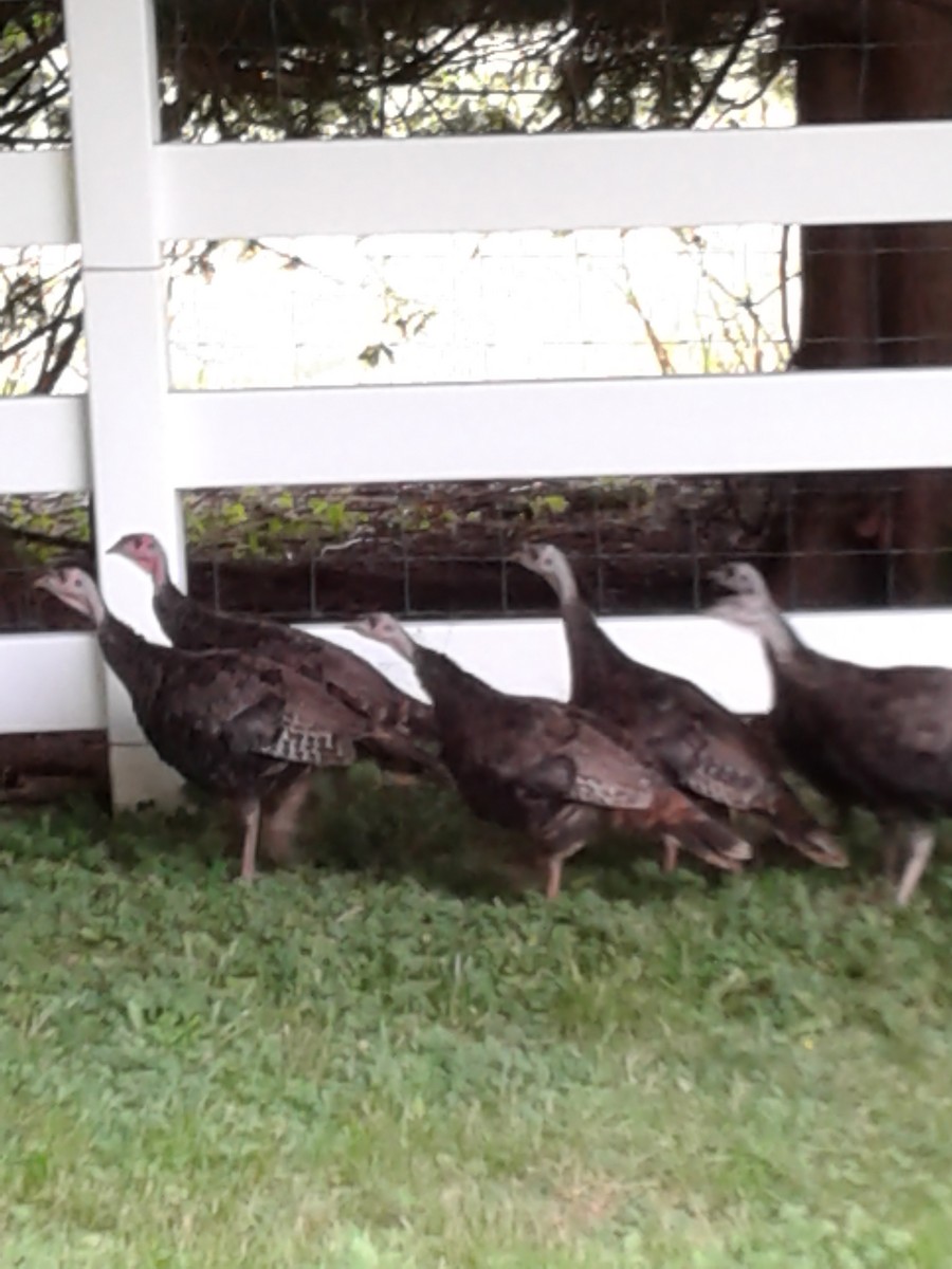 Wild Turkey (Domestic type) - ML254819751