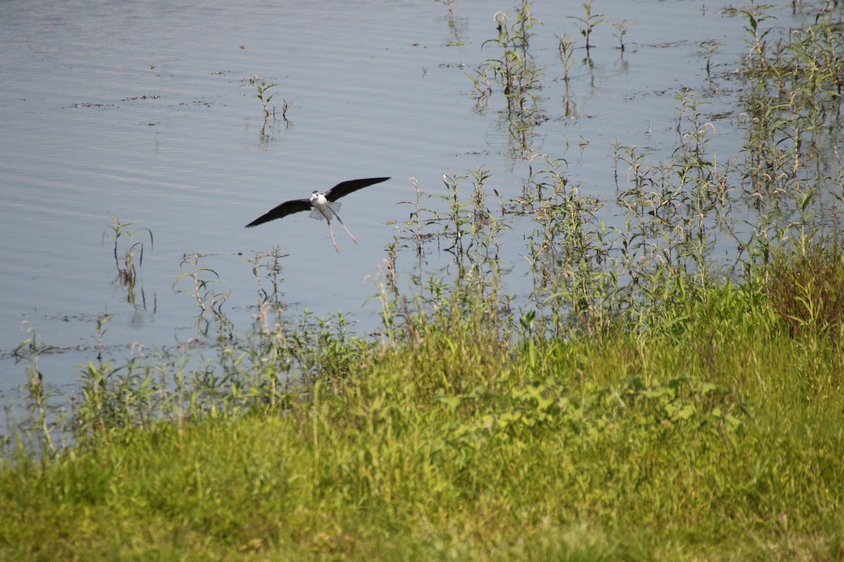 Schwarznacken-Stelzenläufer - ML254820071