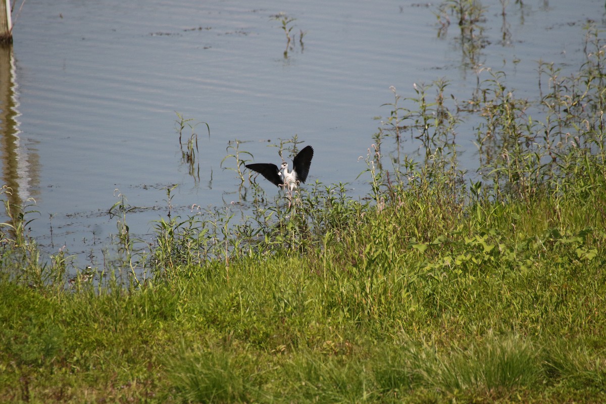 Schwarznacken-Stelzenläufer - ML254820091