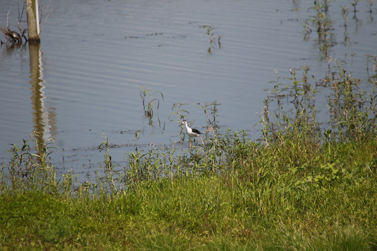 Black-necked Stilt - ML254820101