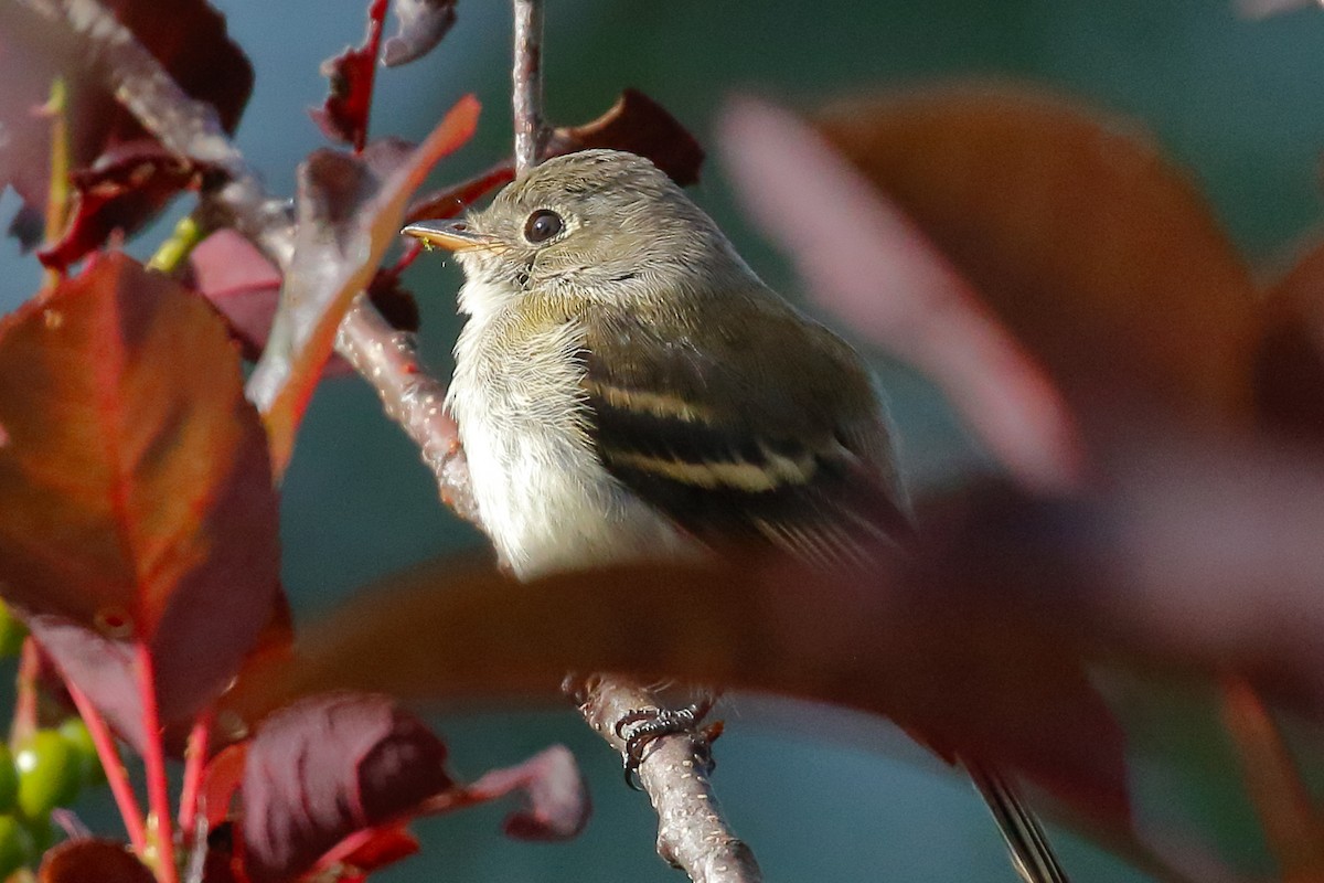 Alder Flycatcher - Douglas Faulder