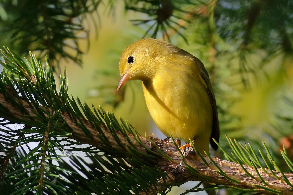 Yellow Warbler - Douglas Faulder