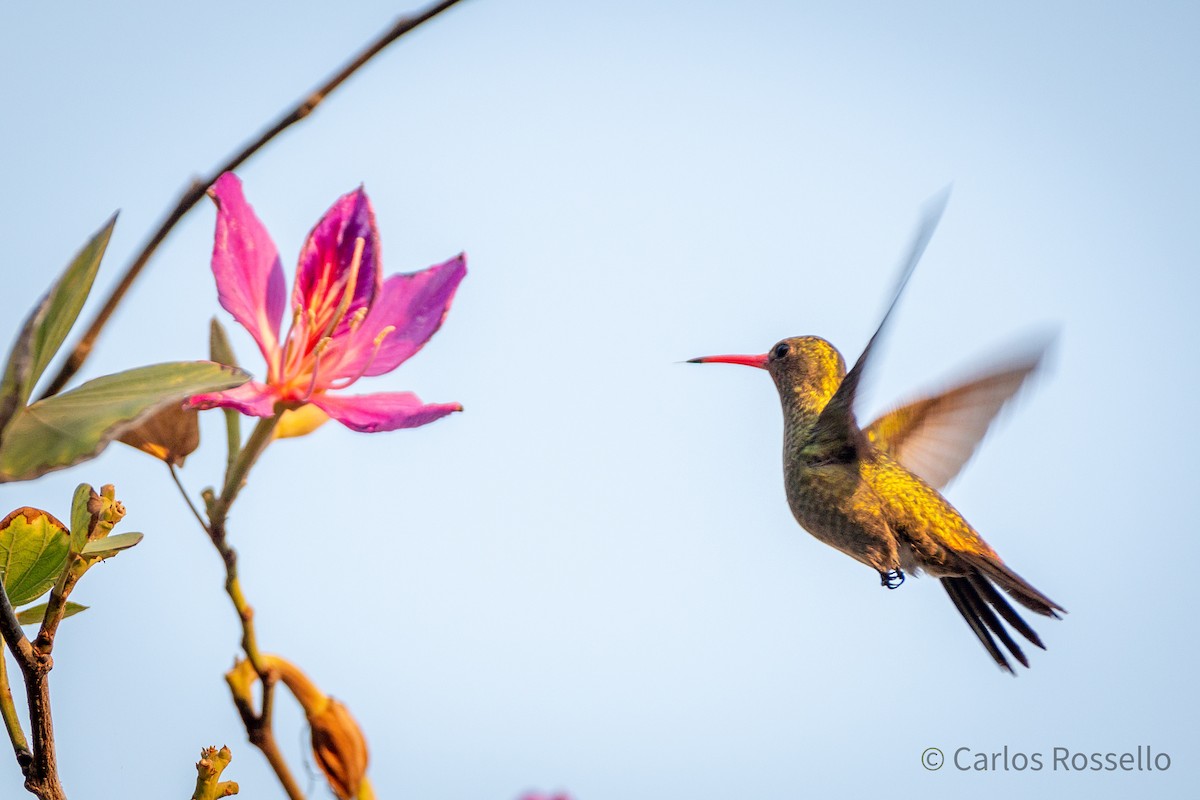 Gilded Hummingbird - ML254822251