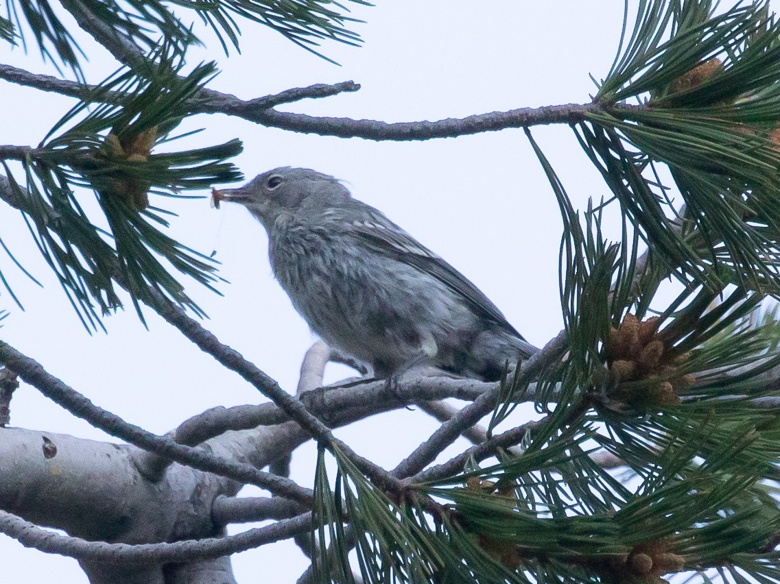 Yellow-rumped Warbler - ML254822571