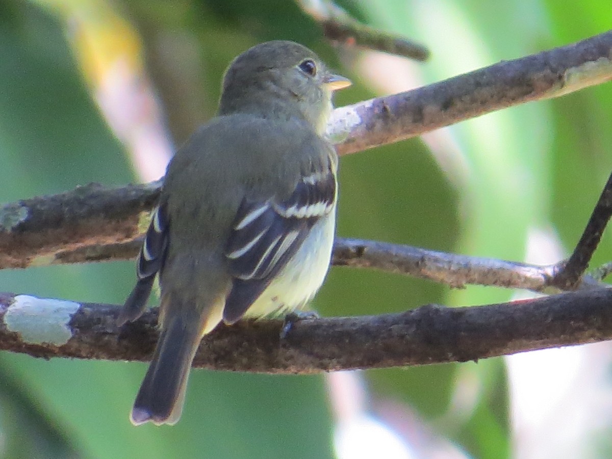 Yellow-bellied Flycatcher - ML254823181