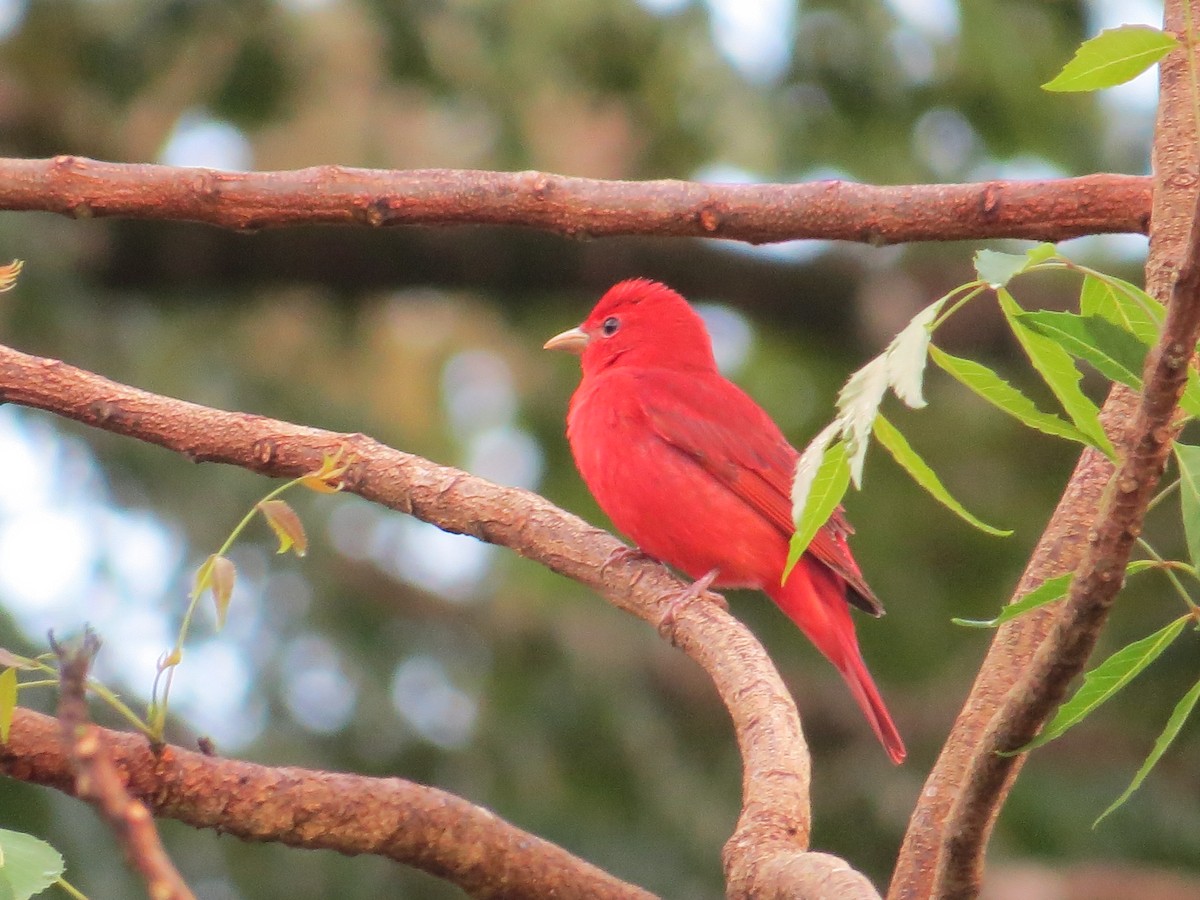 Piranga Roja - ML254823481