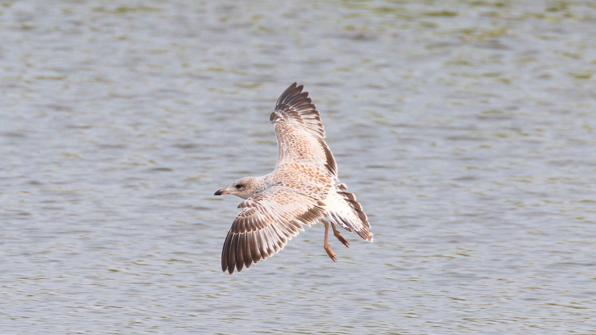 Ring-billed Gull - Alex Mann