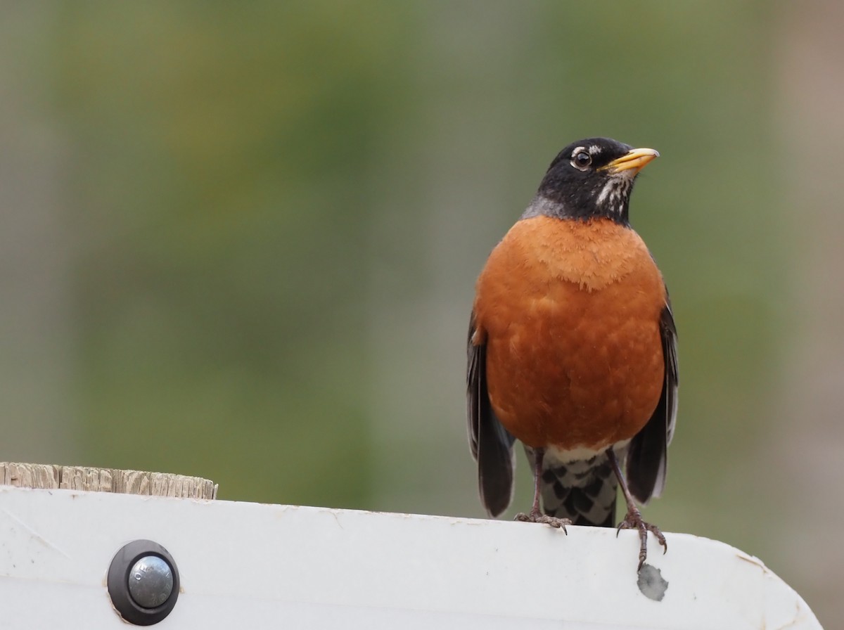 American Robin - ML254824621