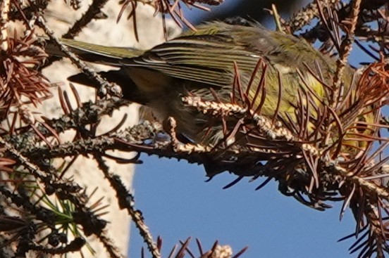 Palm Warbler (Western) - ML254825581