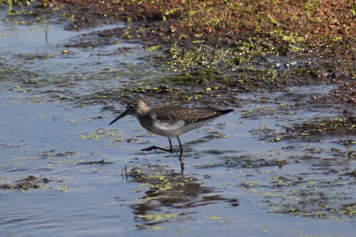 Solitary Sandpiper - Luke Pheneger