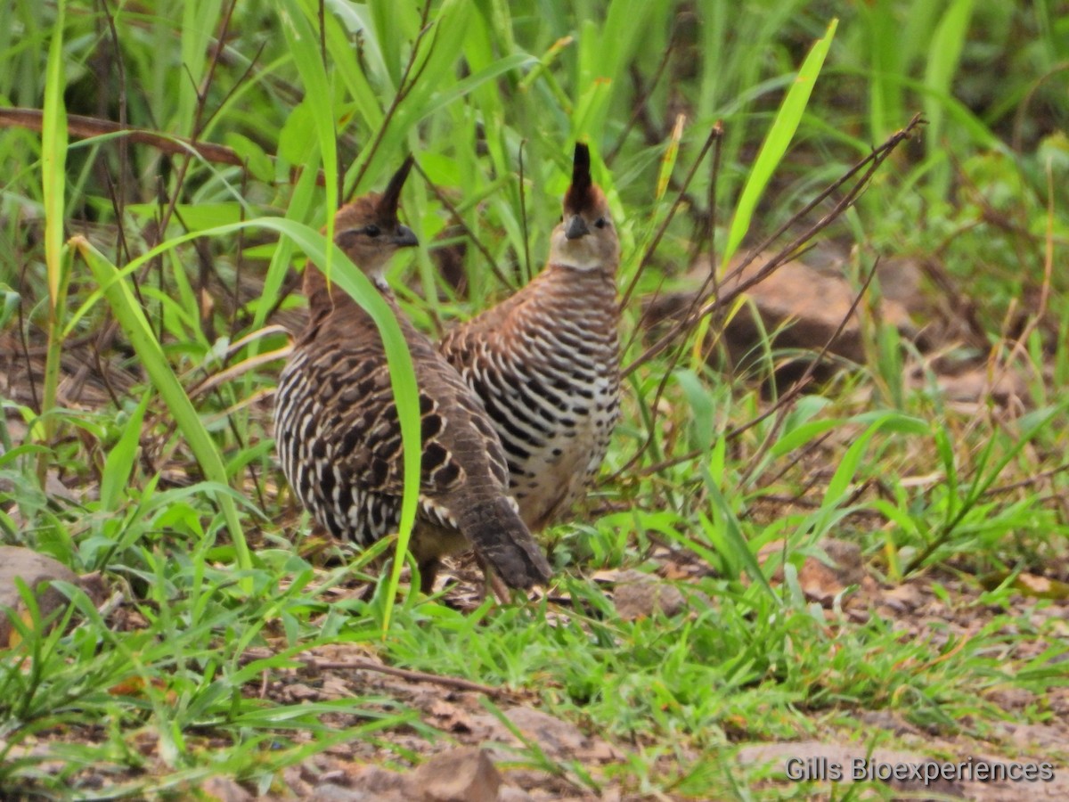 Colin barré - ML254826331
