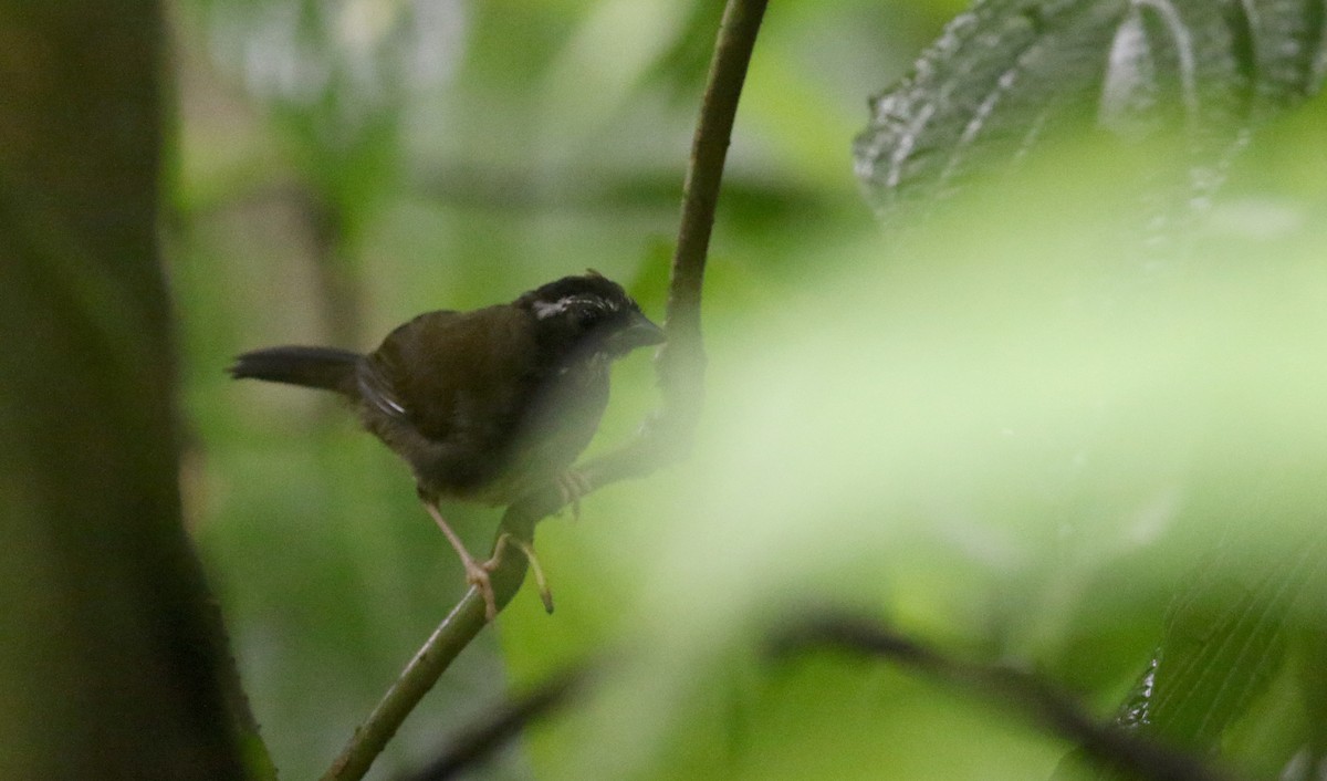 Black-striped Sparrow - ML25482681