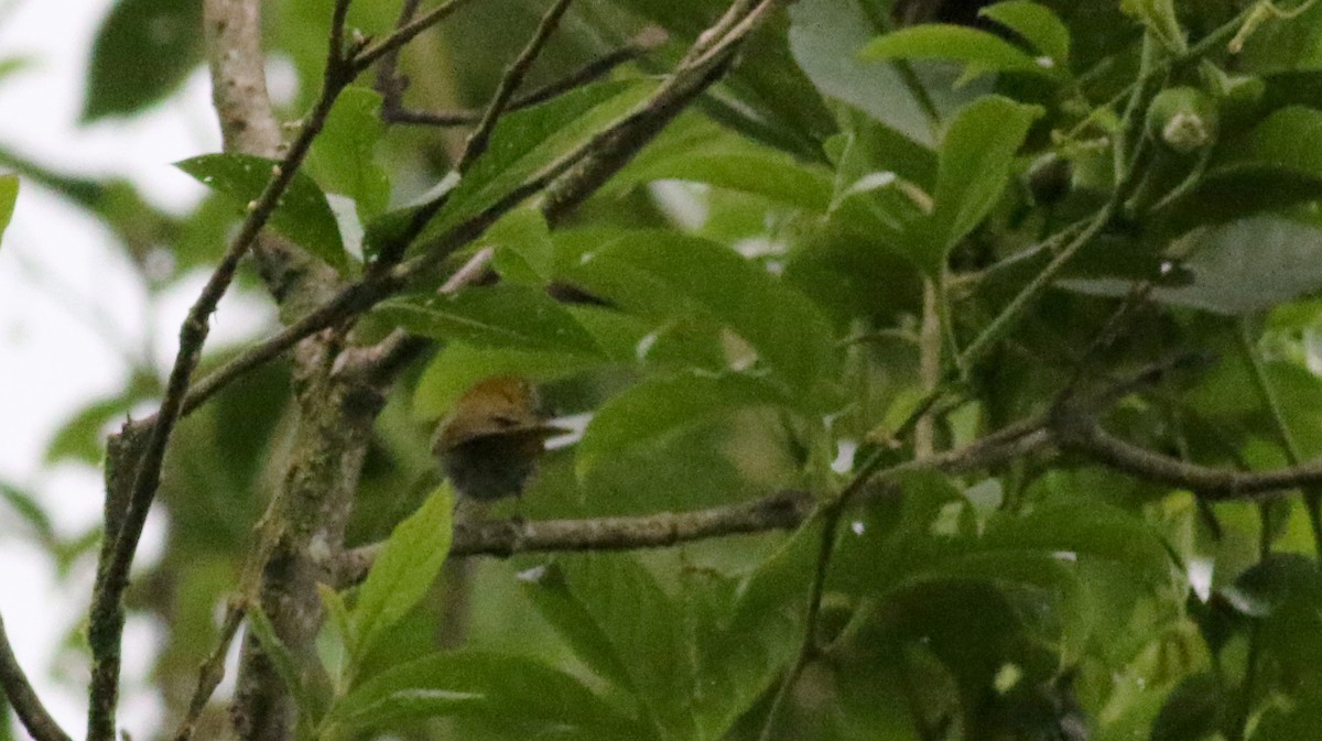 Ochre-breasted Tanager - ML25482691