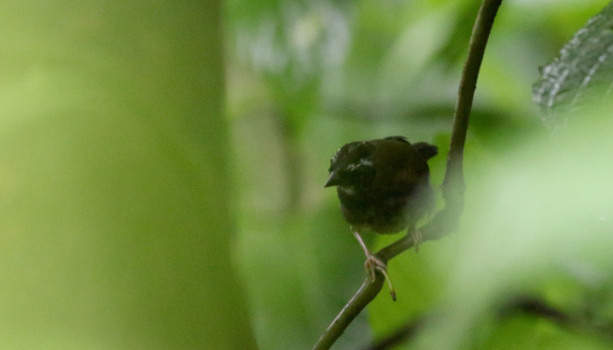 Black-striped Sparrow - ML25482701