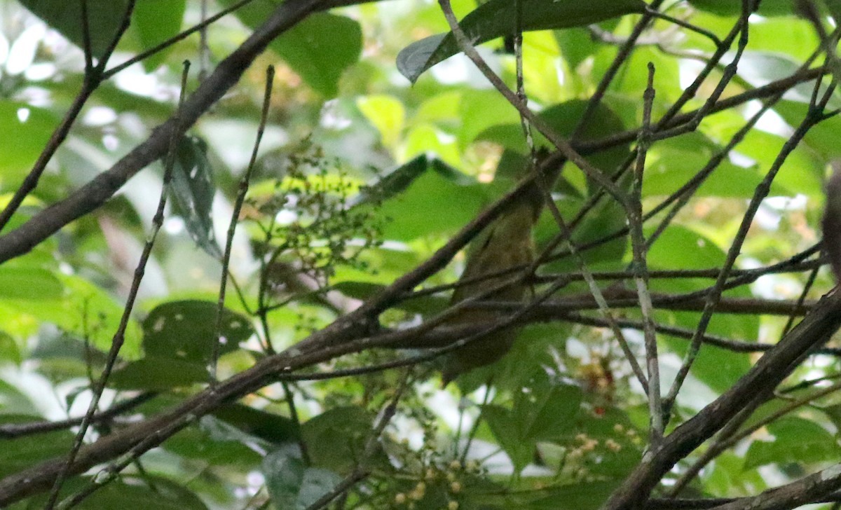 Ochre-breasted Tanager - ML25482711