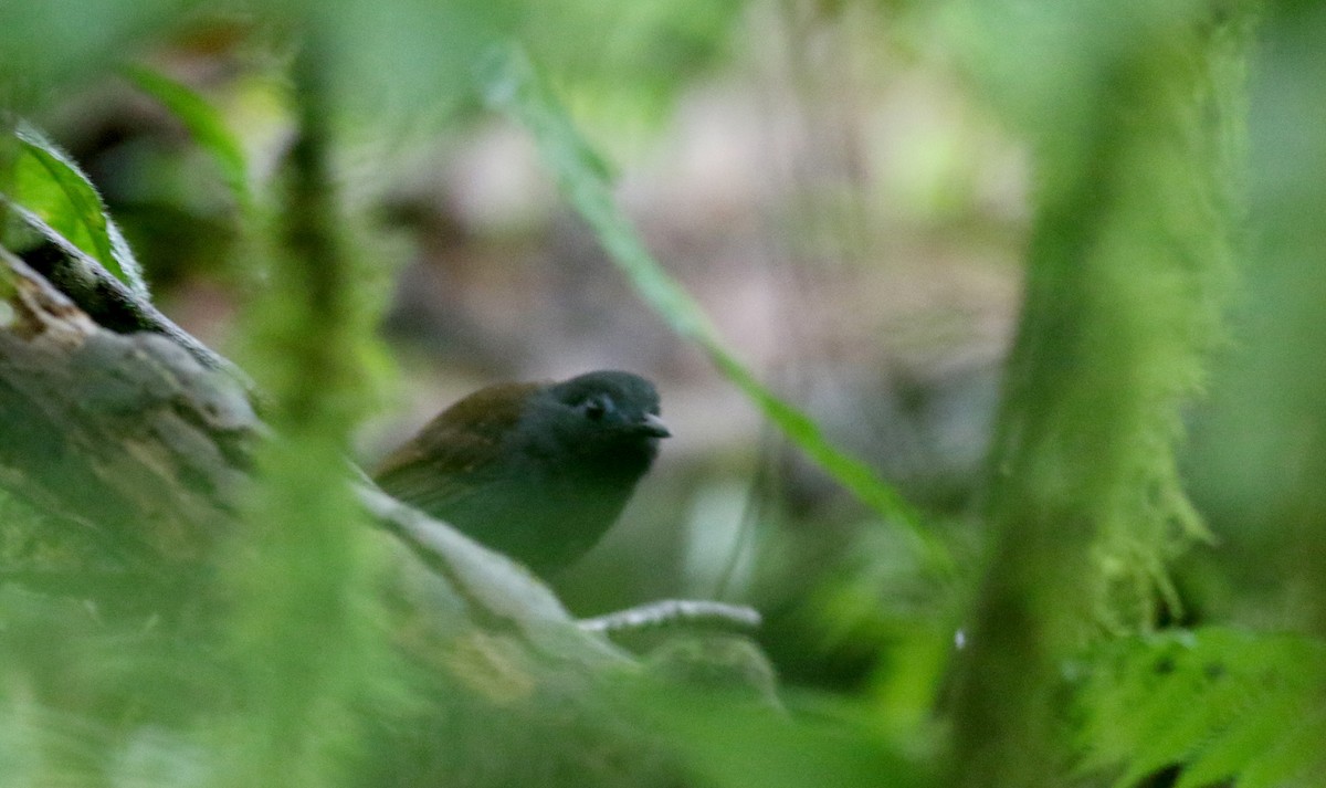 Braunrücken-Ameisenvogel - ML25482751