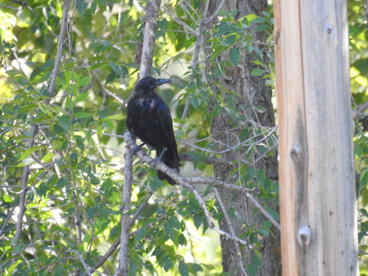 American Crow - ML254827531