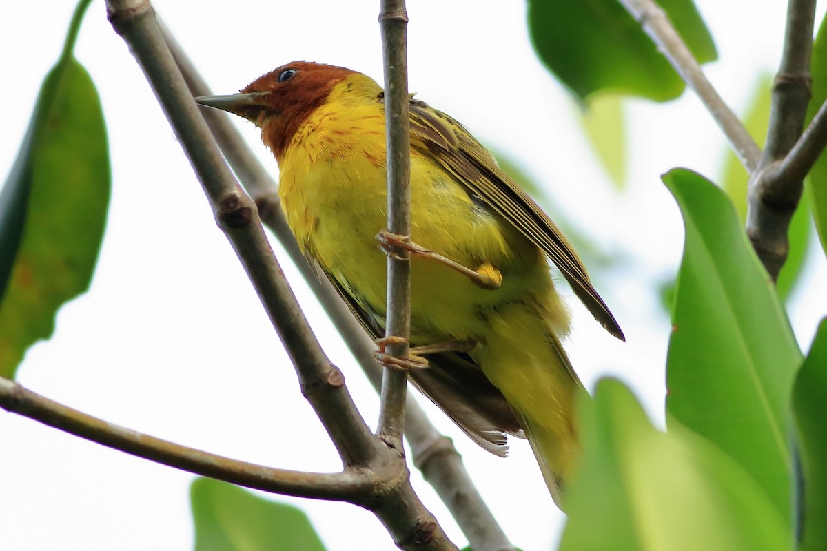 Yellow Warbler (Mangrove) - ML254827811