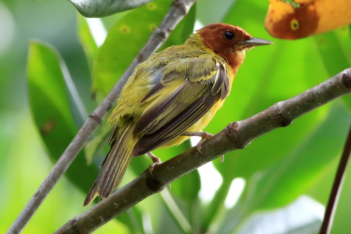 Yellow Warbler (Mangrove) - Manfred Bienert