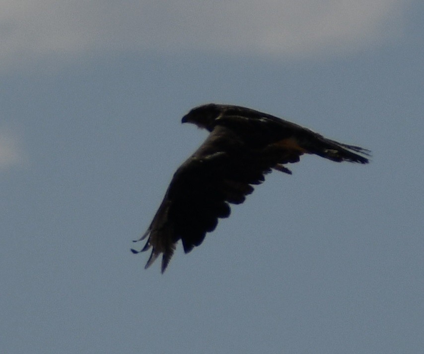 Swainson's Hawk - ML254828051