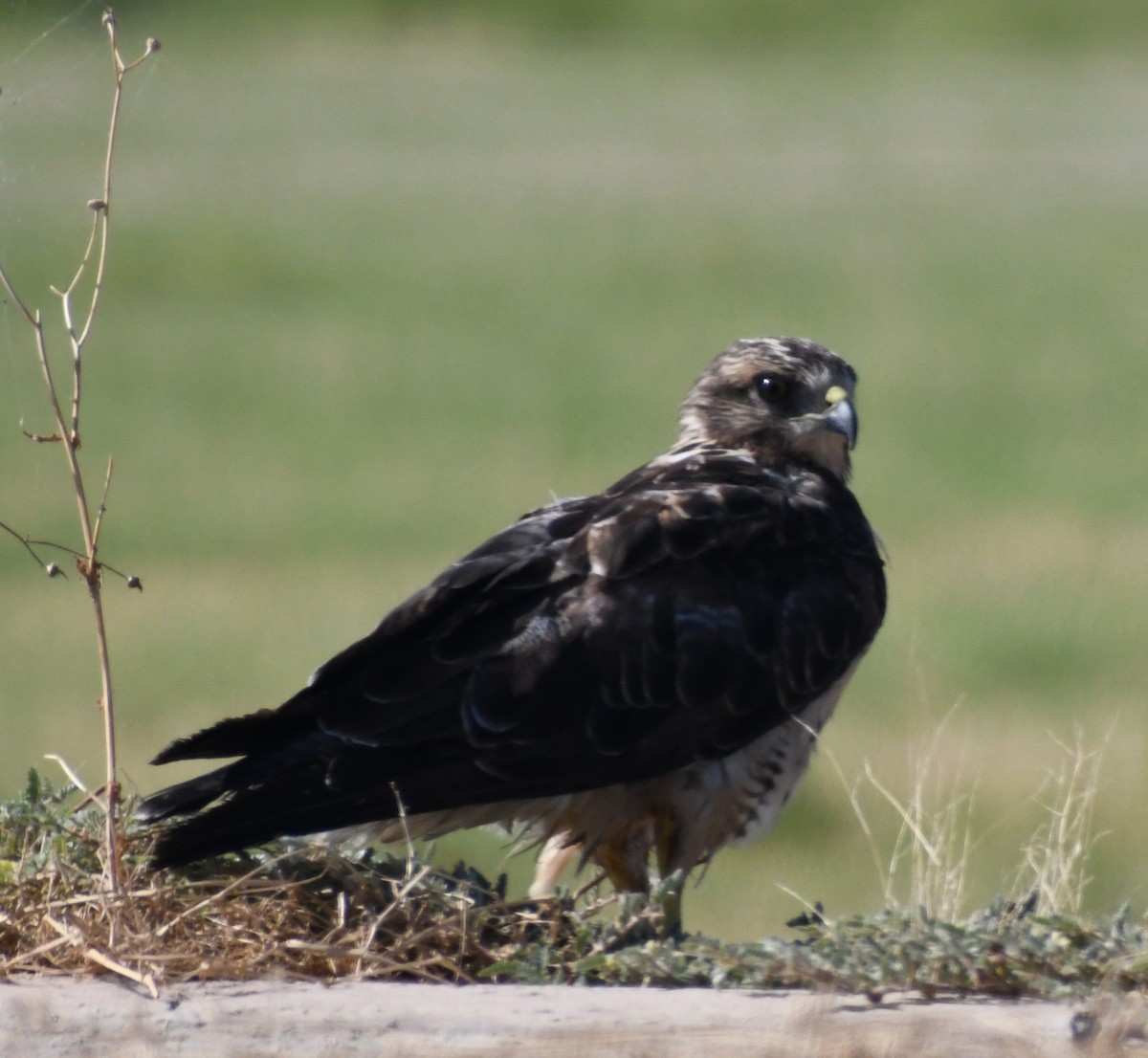 Swainson's Hawk - ML254828131