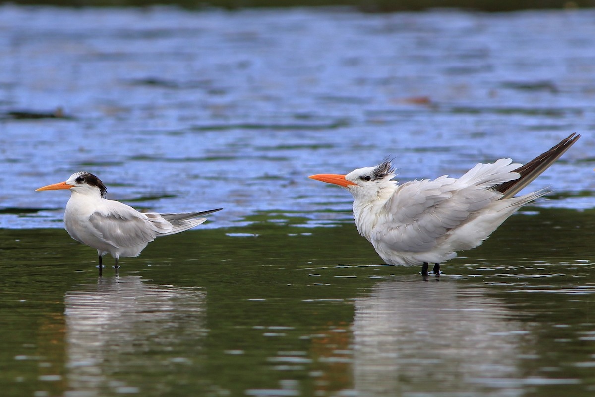 Elegant Tern - ML254828171