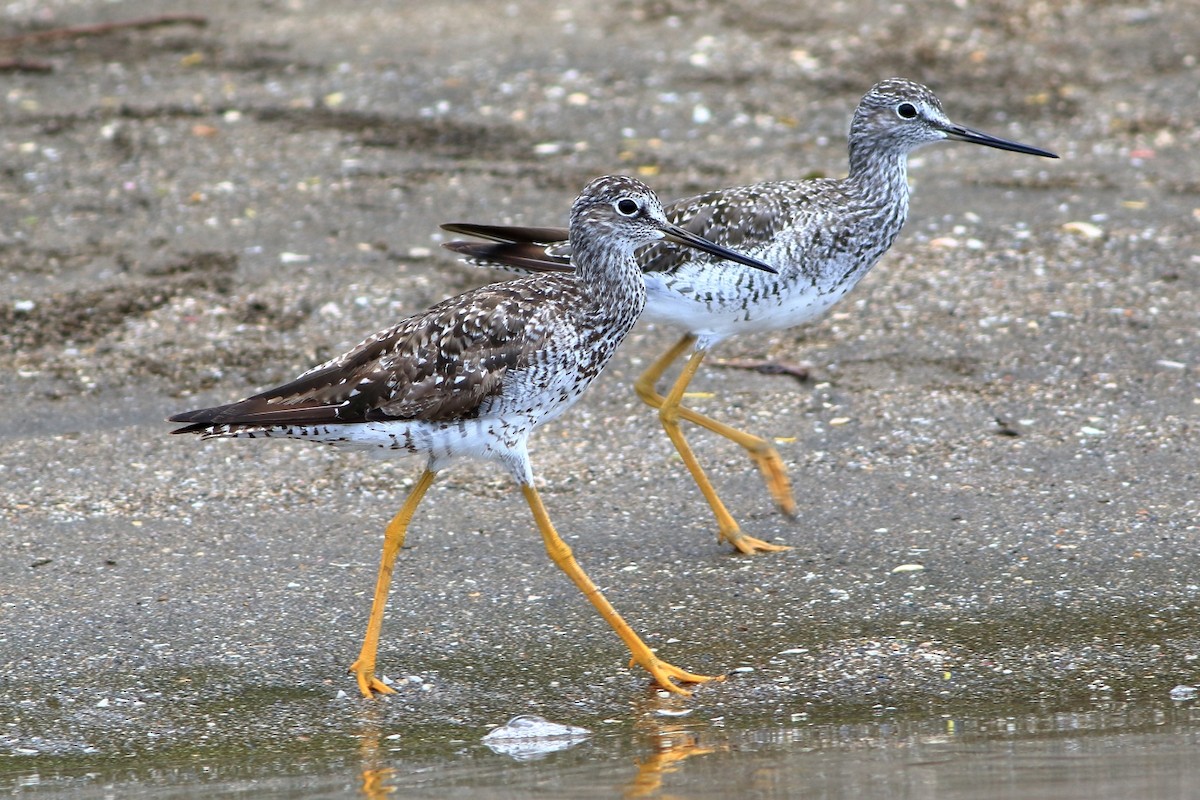 Greater Yellowlegs - ML254828531