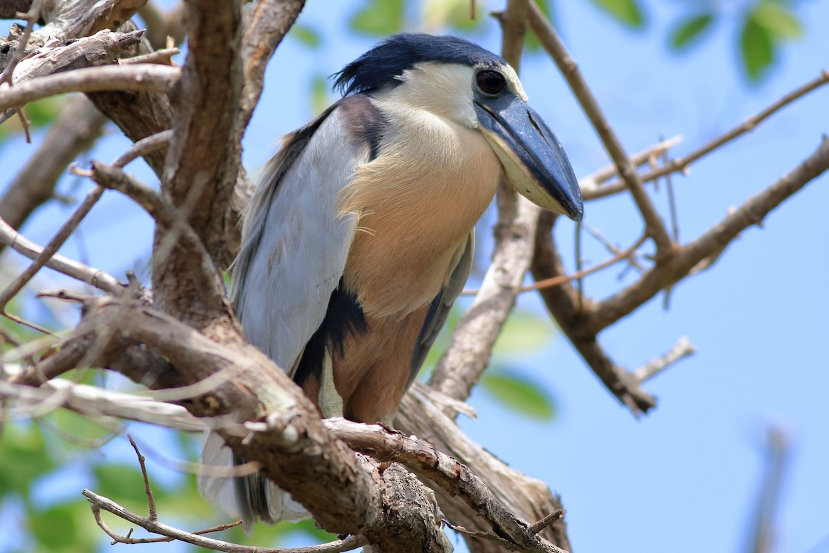 Boat-billed Heron - ML254828751