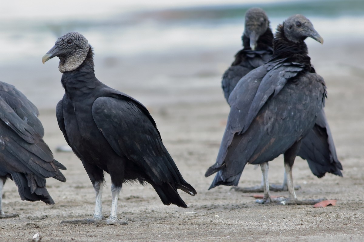 Black Vulture - ML254828871