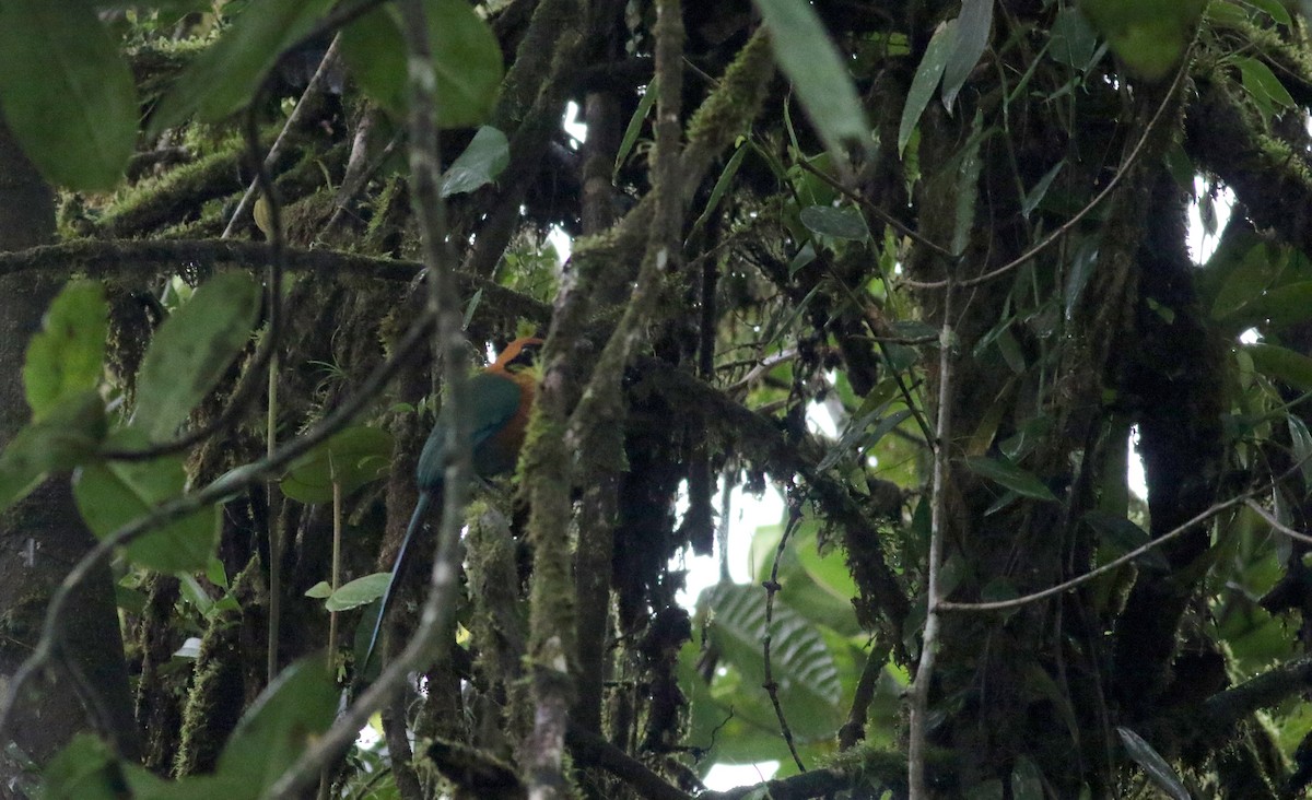 Rufous Motmot - ML25482941