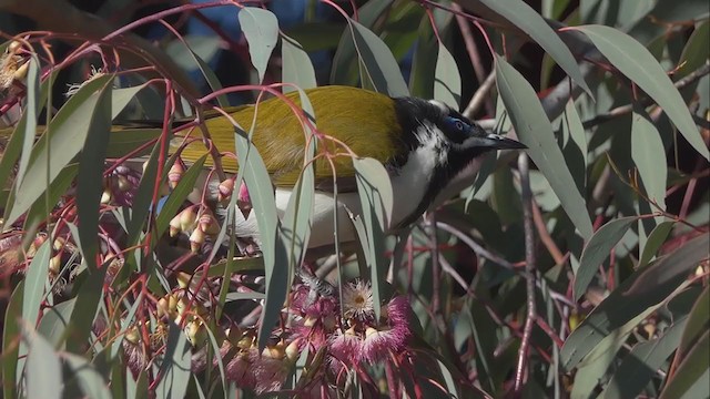 Blue-faced Honeyeater - ML254830381