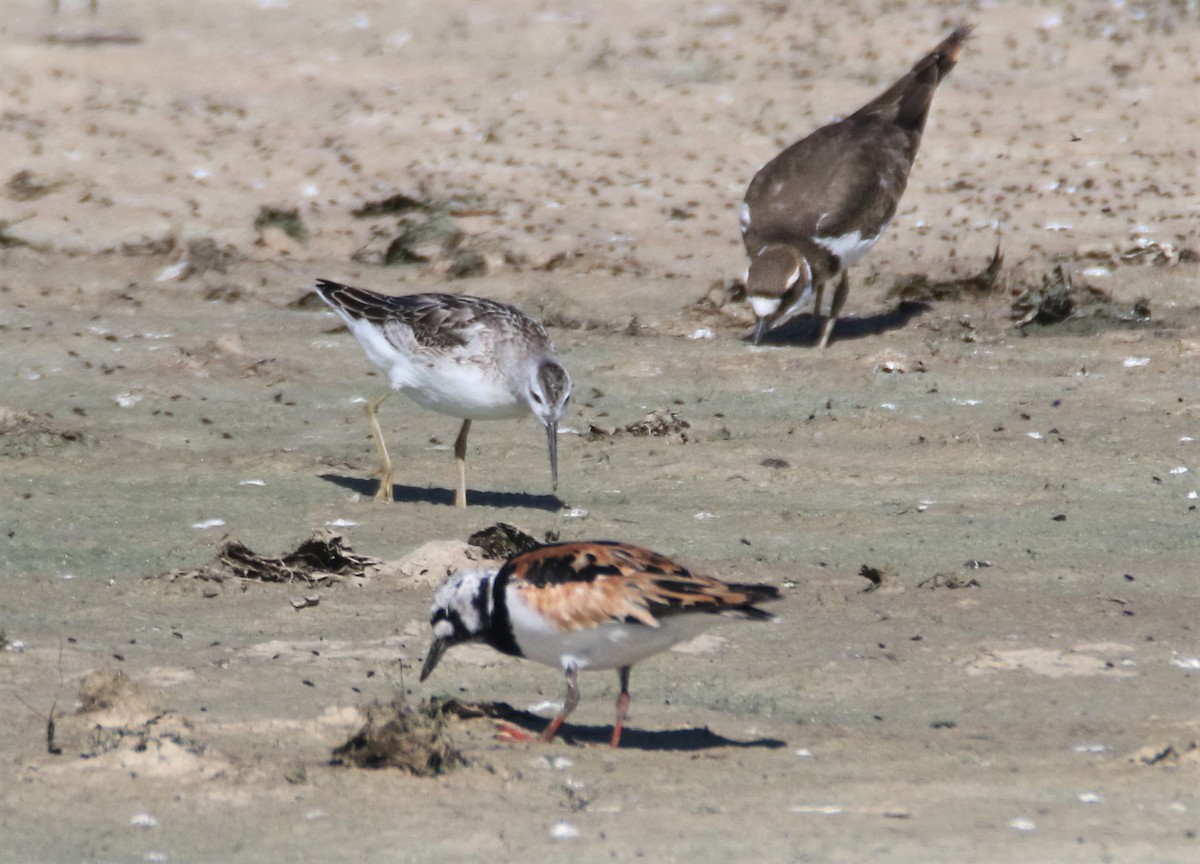 Ruddy Turnstone - ML254831711