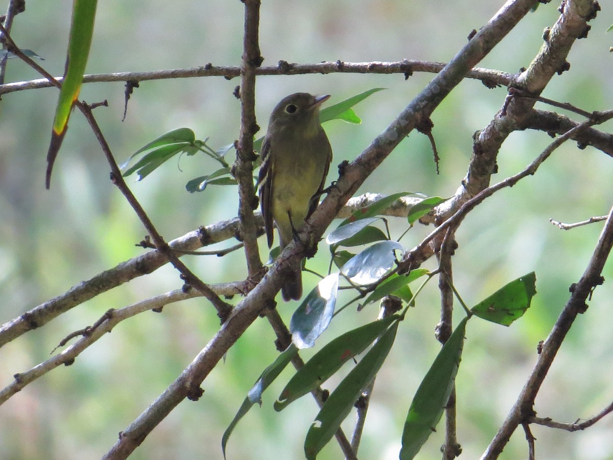 Yellow-bellied Flycatcher - ML254832871