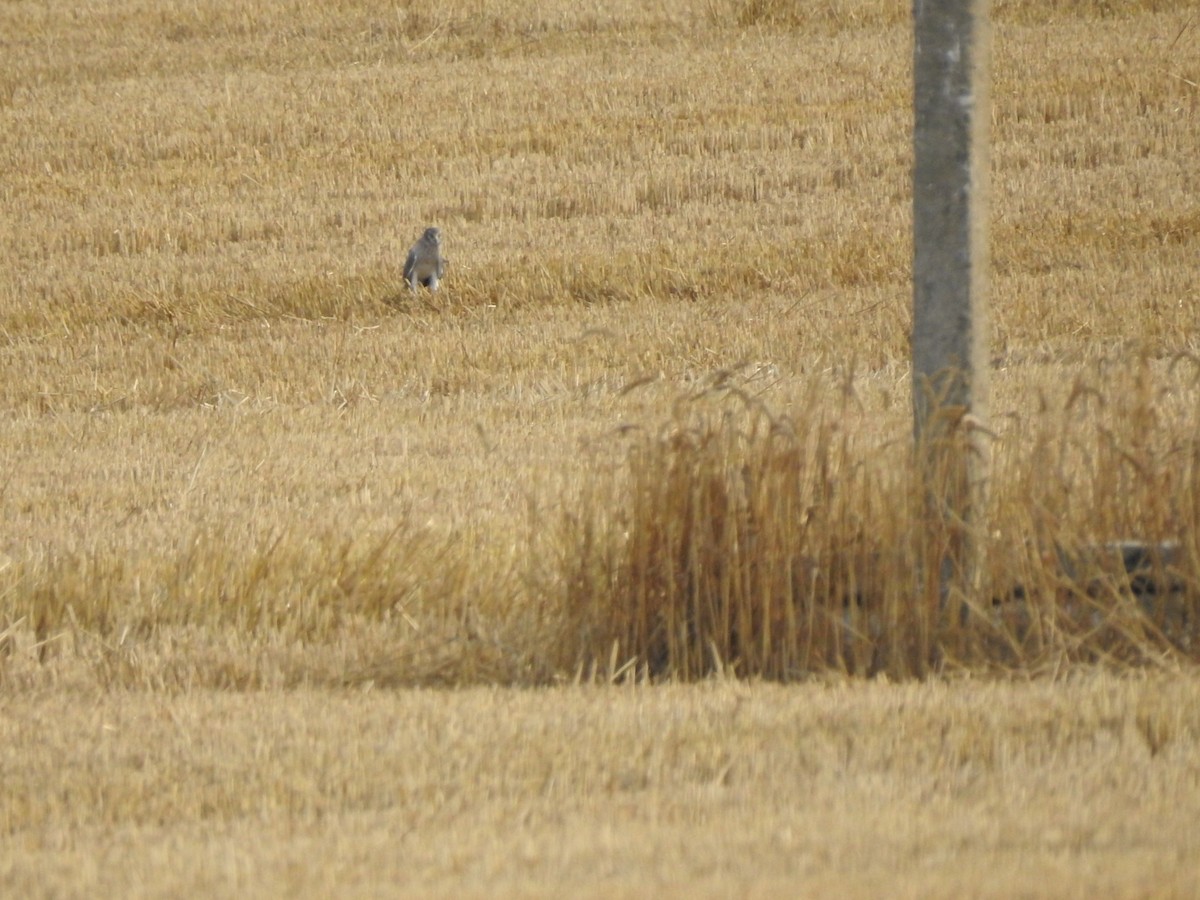 Pallid Harrier - ML254835851