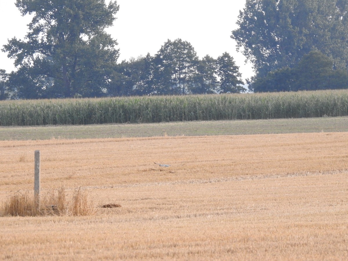 Pallid Harrier - ML254835871